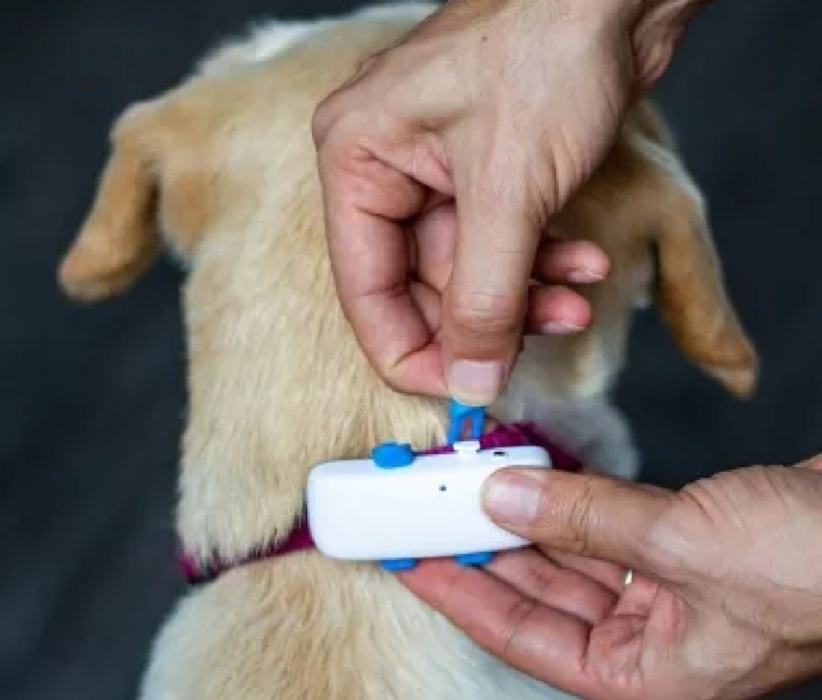 Tractive LTE GPS Dog Tracker